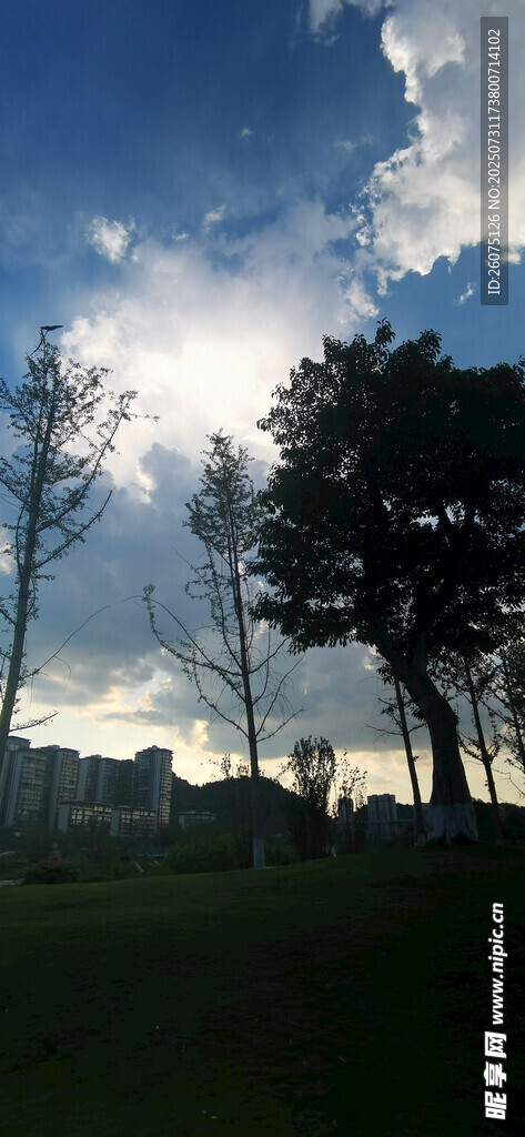 黄昏下的树木与天空景色