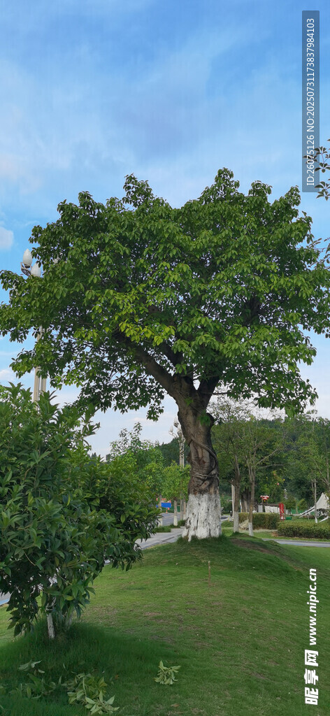 茂盛大树下的清新草地