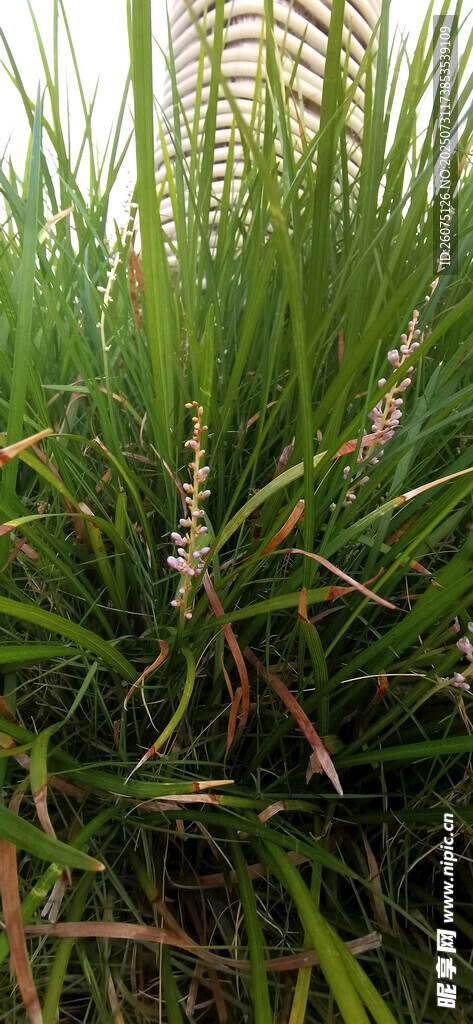 翠绿繁茂的丛生草本植物