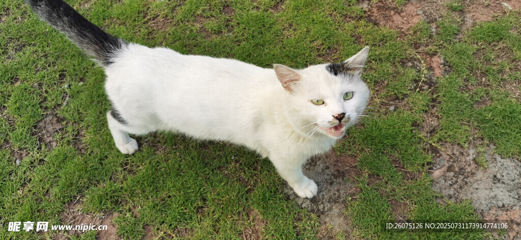 草地上的可爱白胖猫咪