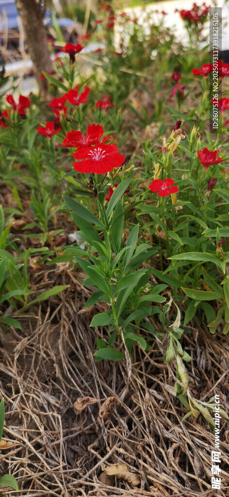 鲜艳红色石竹花朵绽于土地间