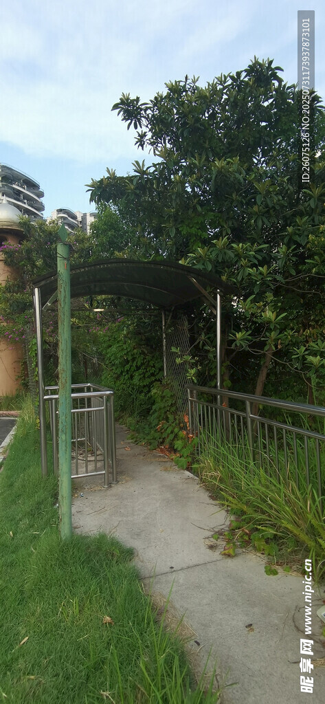 户外小径旁的绿植景观
