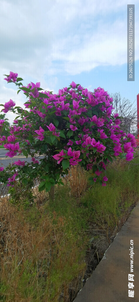 路边绽放的绚烂紫色花丛