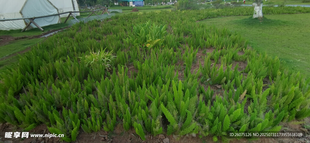 狐尾天门冬种植绿地景观