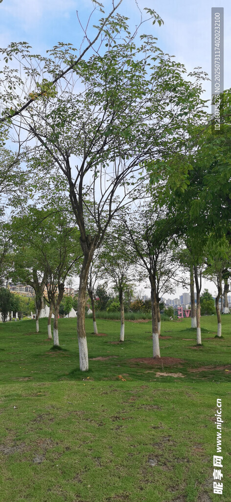 绿意盎然的林间草地