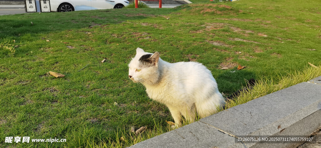草地上的可爱白色猫咪