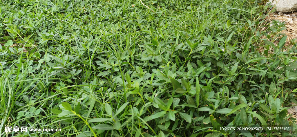 嫩绿草地