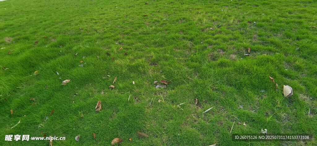 宽阔平整的翠绿草地