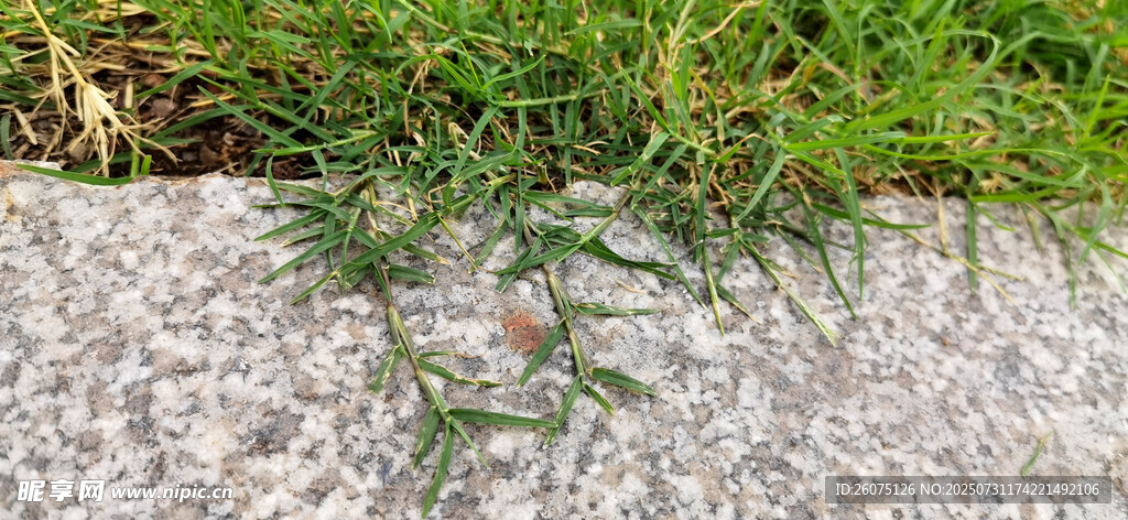 石上嫩绿青草藤蔓特写