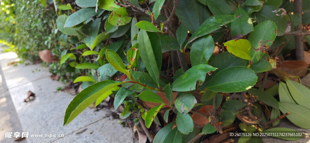 路边繁茂绿植