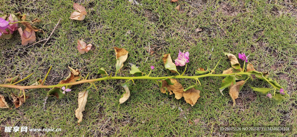 地上的枯萎花枝