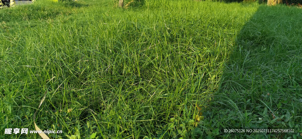 阳光下的翠绿草地