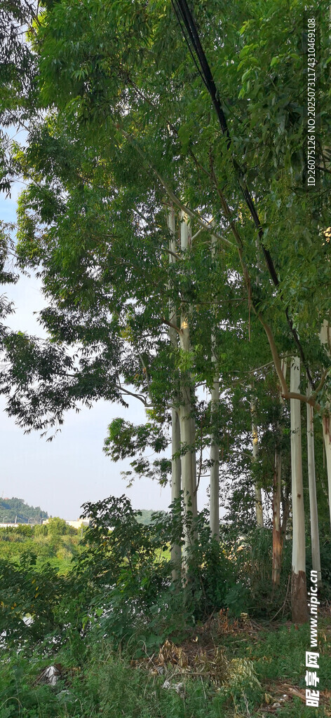 茂密树林绿意盎然
