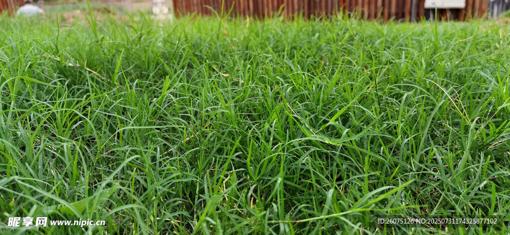 翠绿繁茂的草地近景