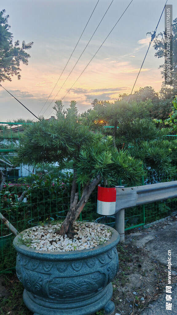 傍晚时分下的庭院盆栽绿植景观