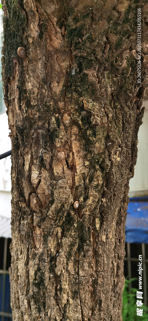 树皮树干纹理特写
