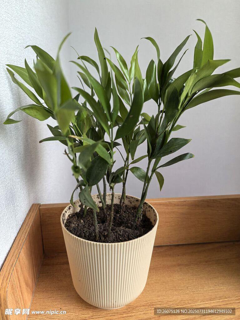 室内盆栽绿植