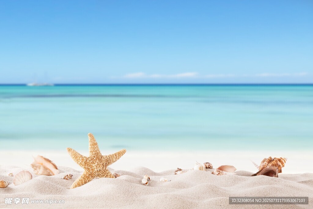 海滩上的海星与贝壳