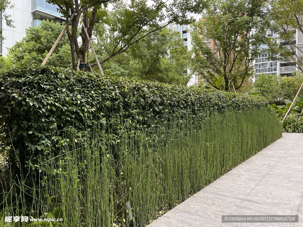 绿植环绕的整洁步道