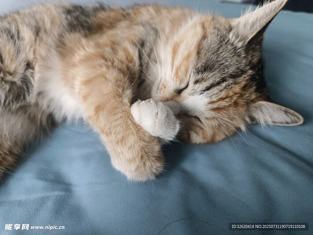 酣睡的三色猫咪