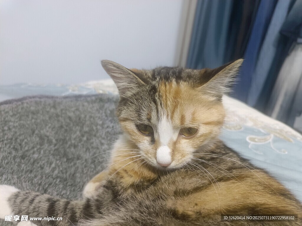 慵懒猫咪惬意躺卧