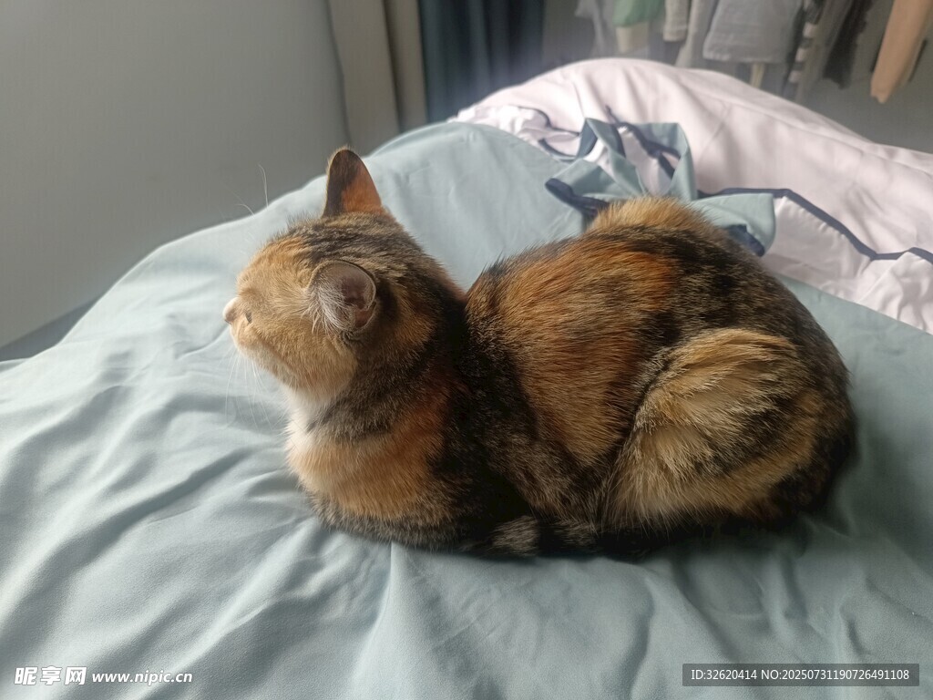 慵懒猫咪趴卧在床上