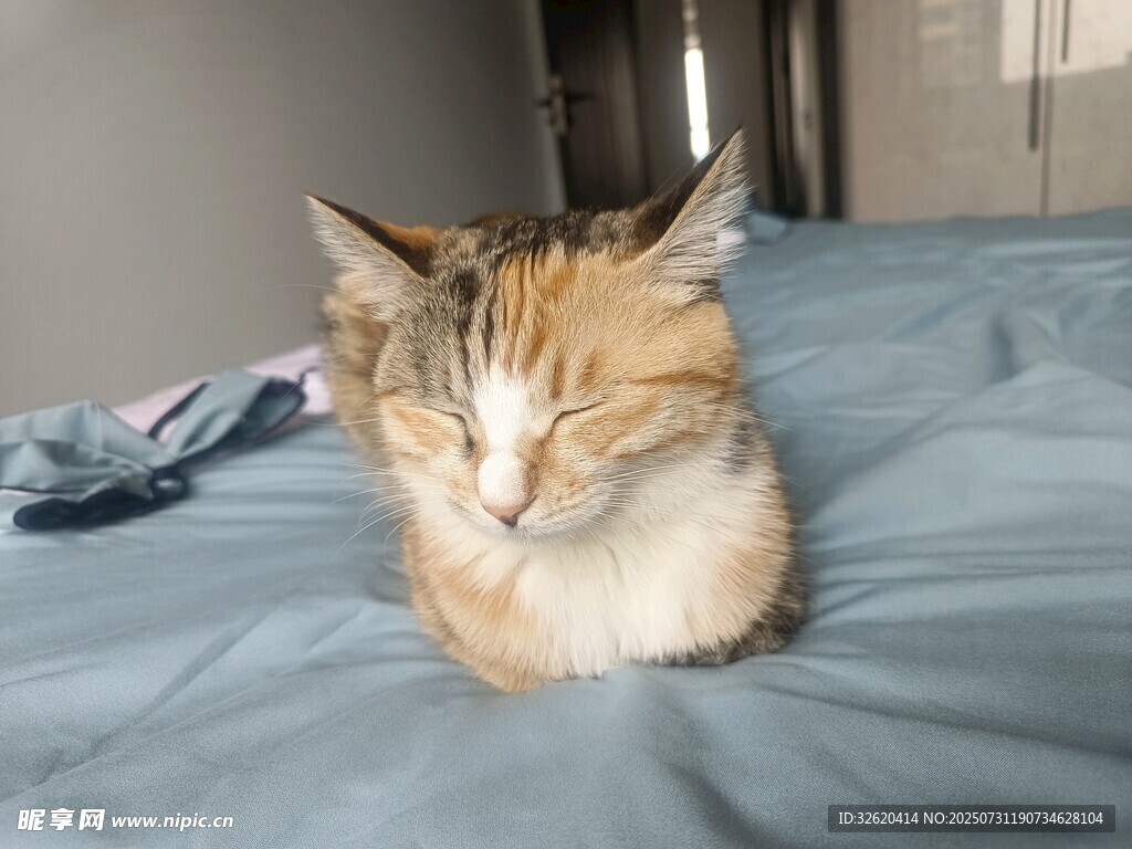 床上打盹的猫咪