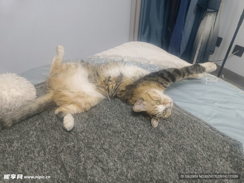 猫咪惬意躺卧姿态