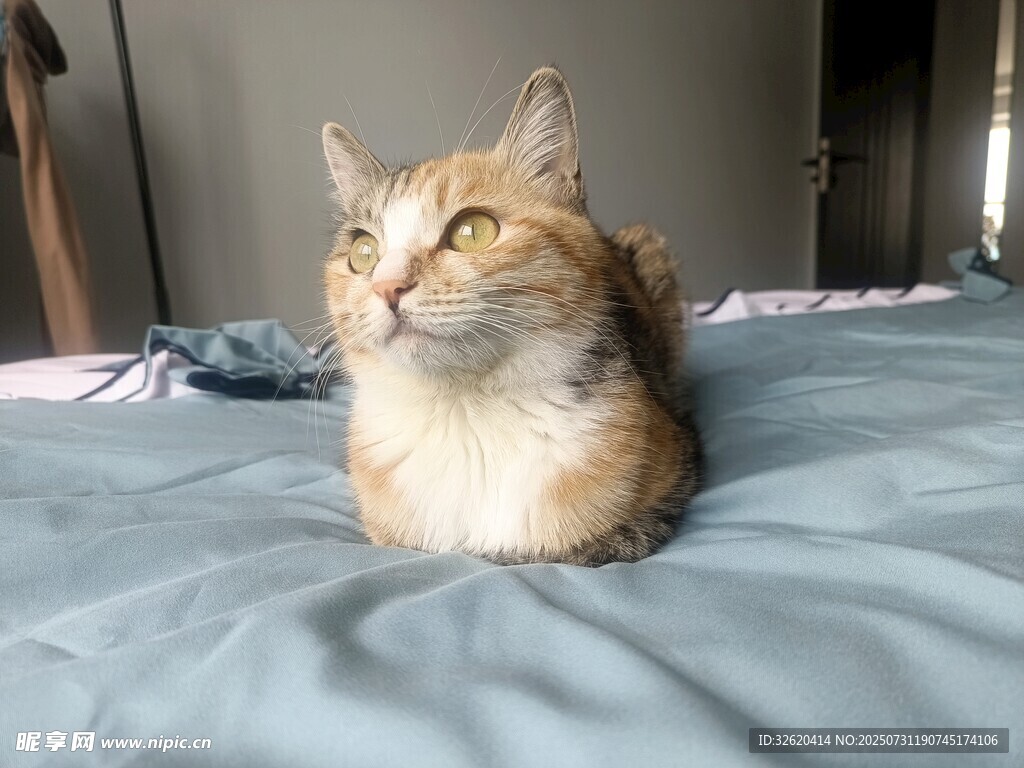 床上可爱猫咪惹人爱