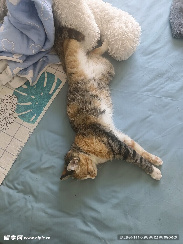 猫咪惬意躺卧姿态