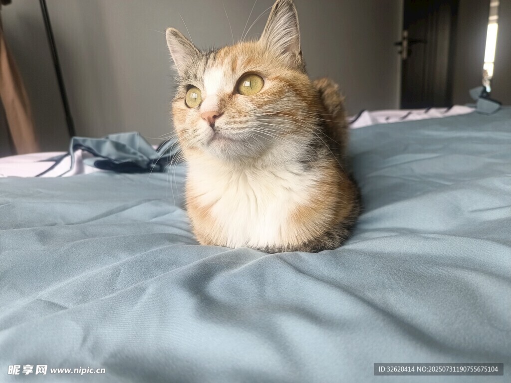 慵懒猫咪惬意躺于床面