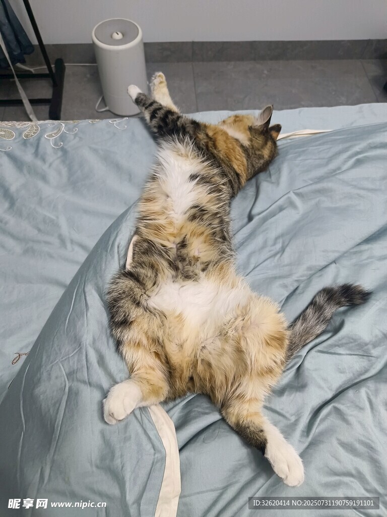猫咪惬意躺卧姿态