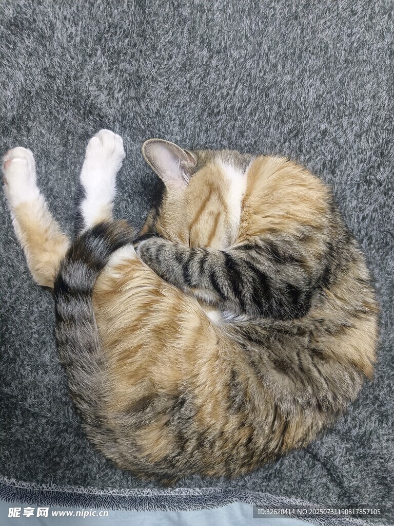 蜷睡的猫咪