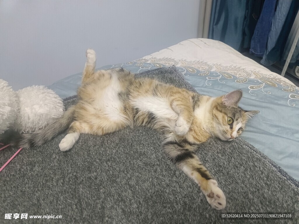 猫咪惬意躺卧姿态