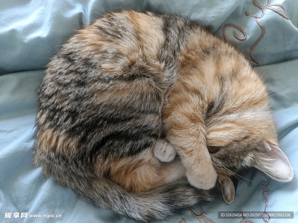 蜷睡的猫咪