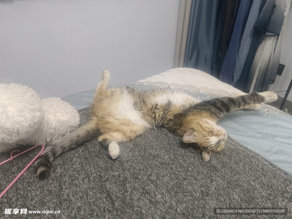 猫咪惬意躺卧在柔软床铺