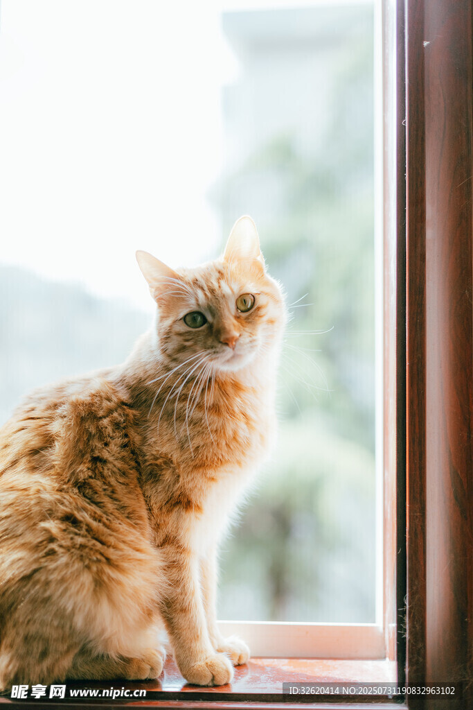 窗边可爱猫咪凝望远方