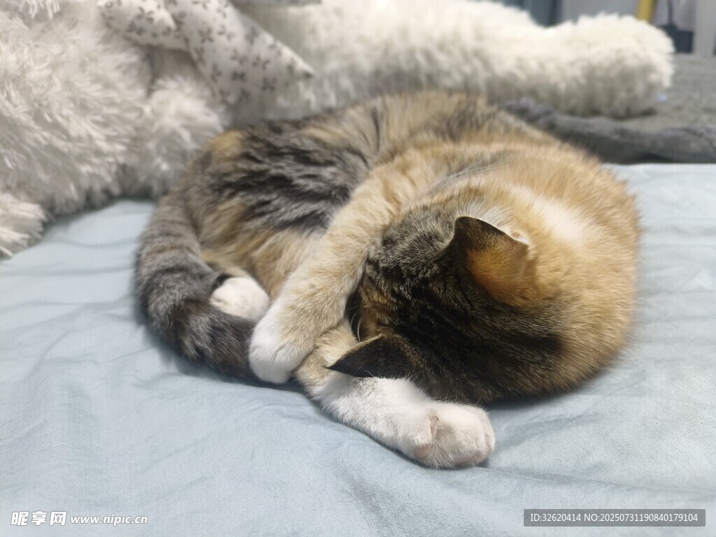 猫咪惬意蜷缩酣睡