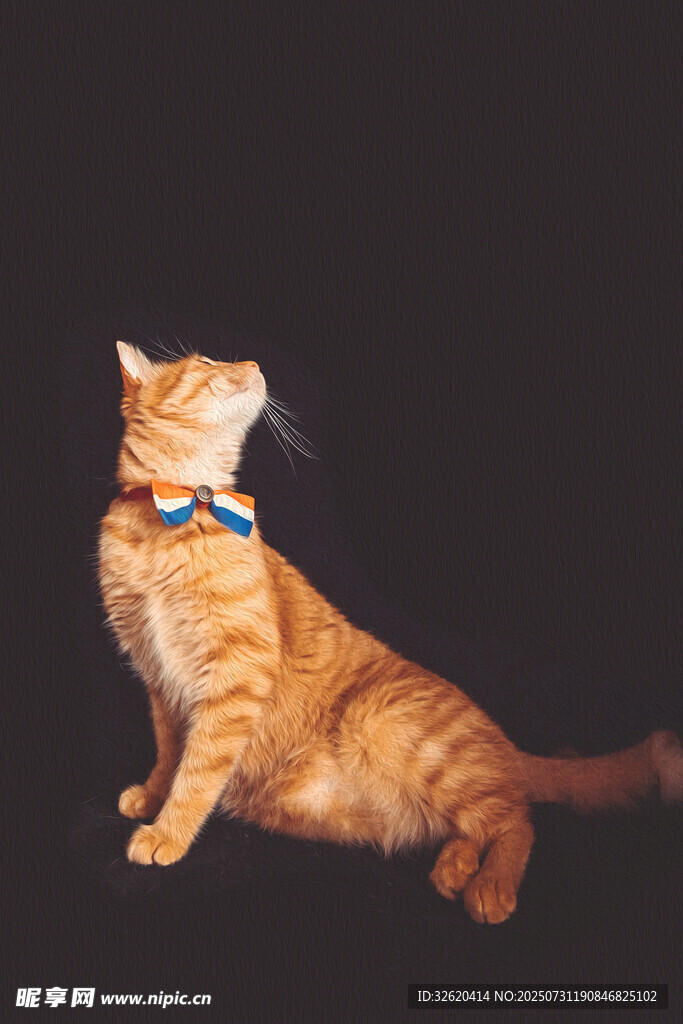 橘猫戴项圈抬头张望
