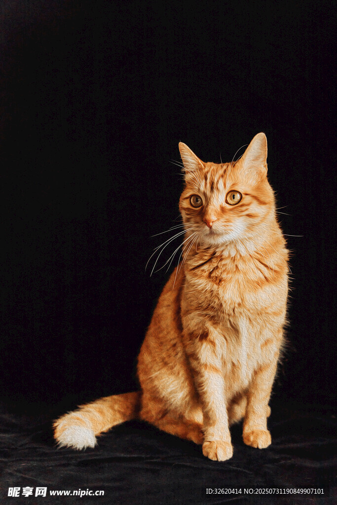 橘猫端坐