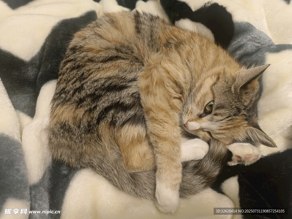 蜷睡的猫咪