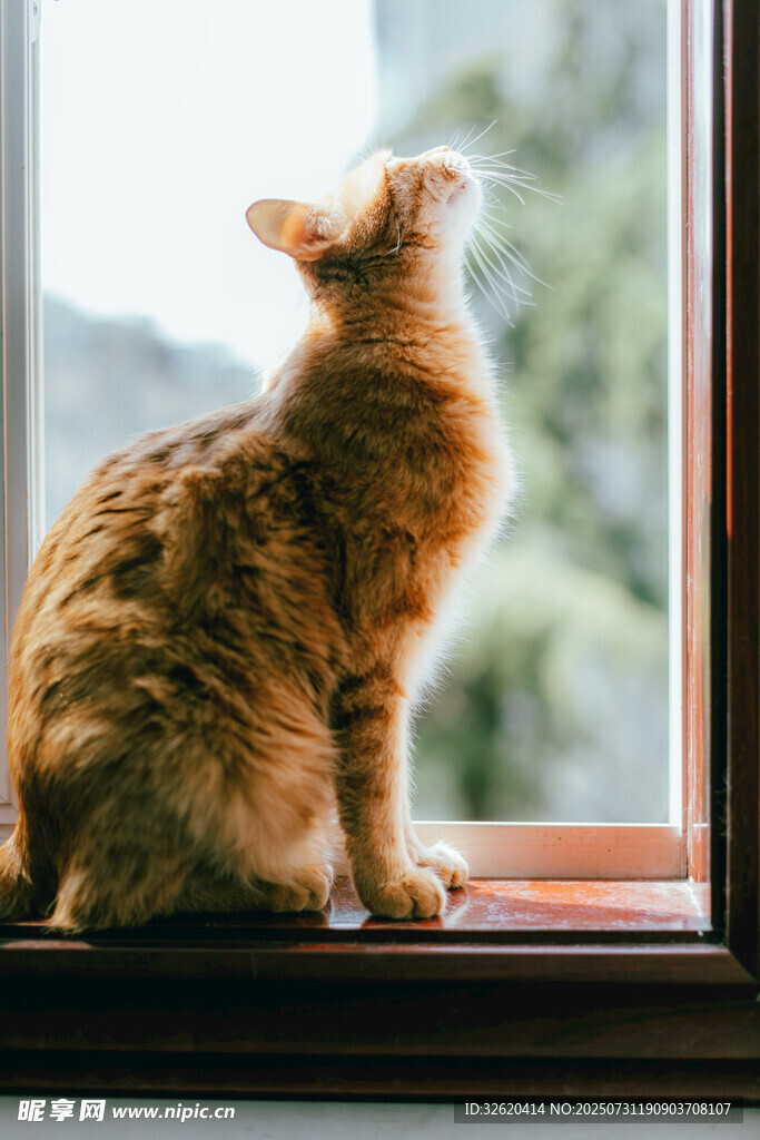 窗边橘猫仰头望景