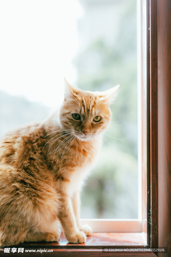 窗边橘猫