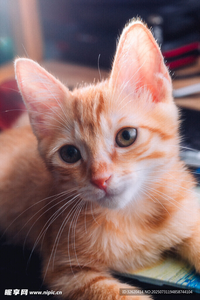 可爱橘猫趴卧姿态展示