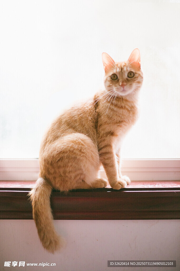 窗边橘猫