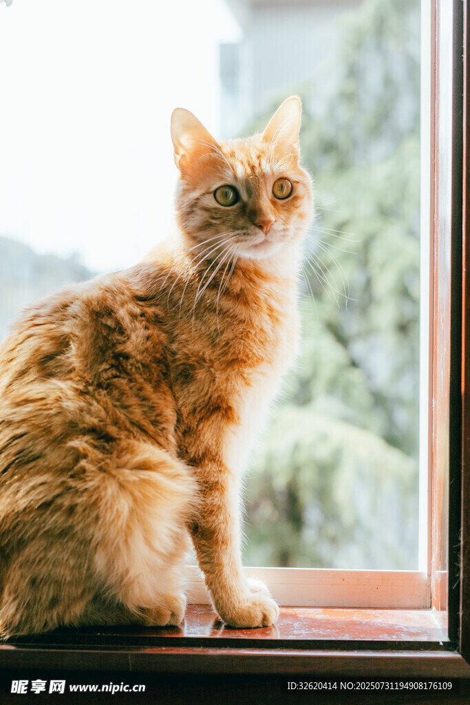 窗边橘猫眺望远方