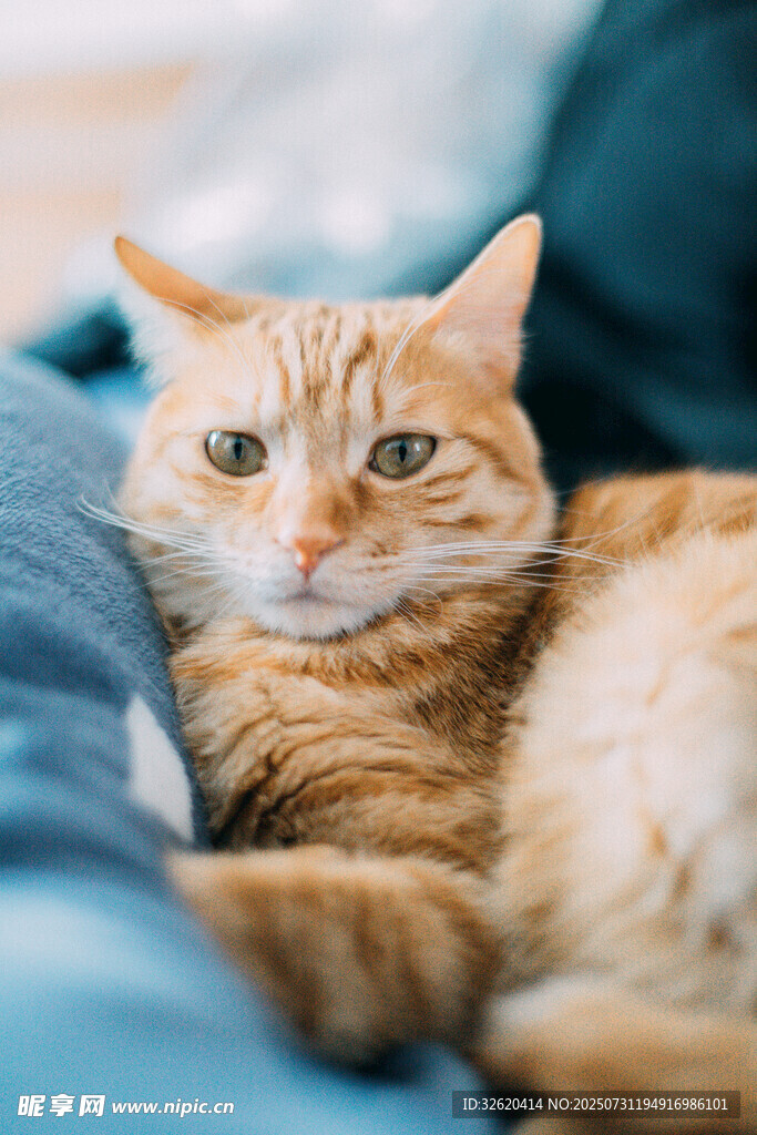 慵懒橘猫惬意躺卧