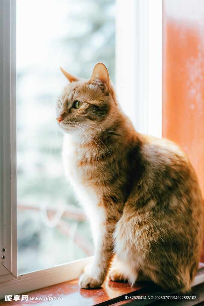 窗边猫咪眺望远方