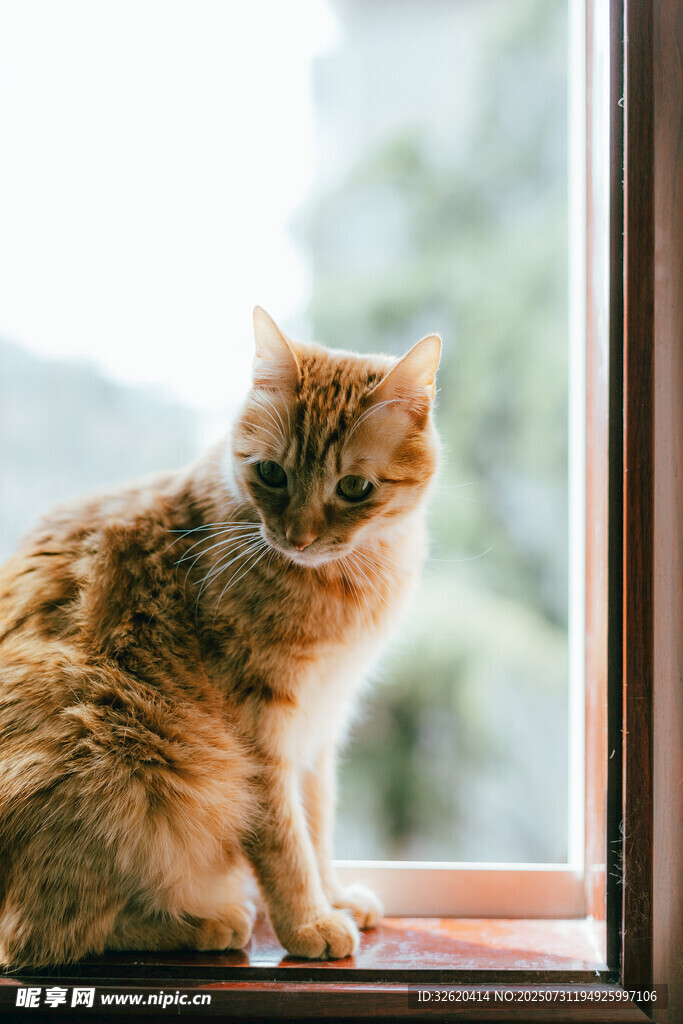 窗边猫咪的悠闲时刻