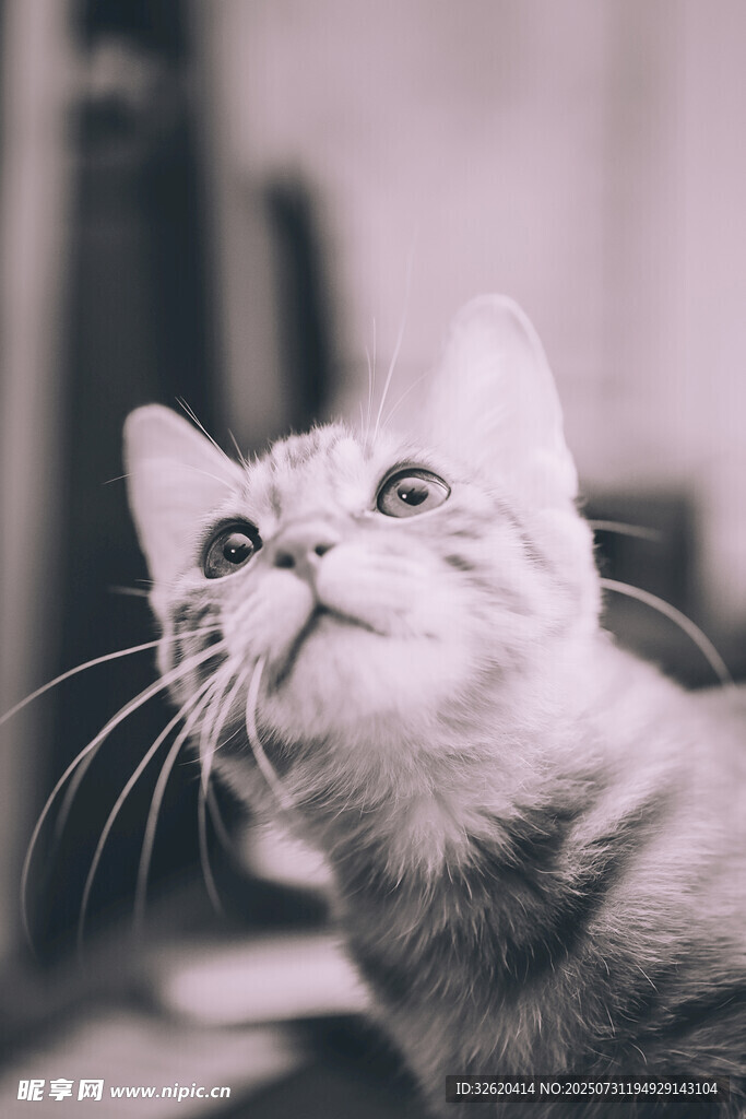 仰头好奇的可爱猫咪